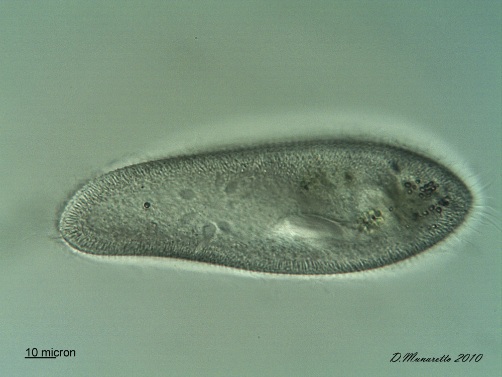 Paramecium...due!